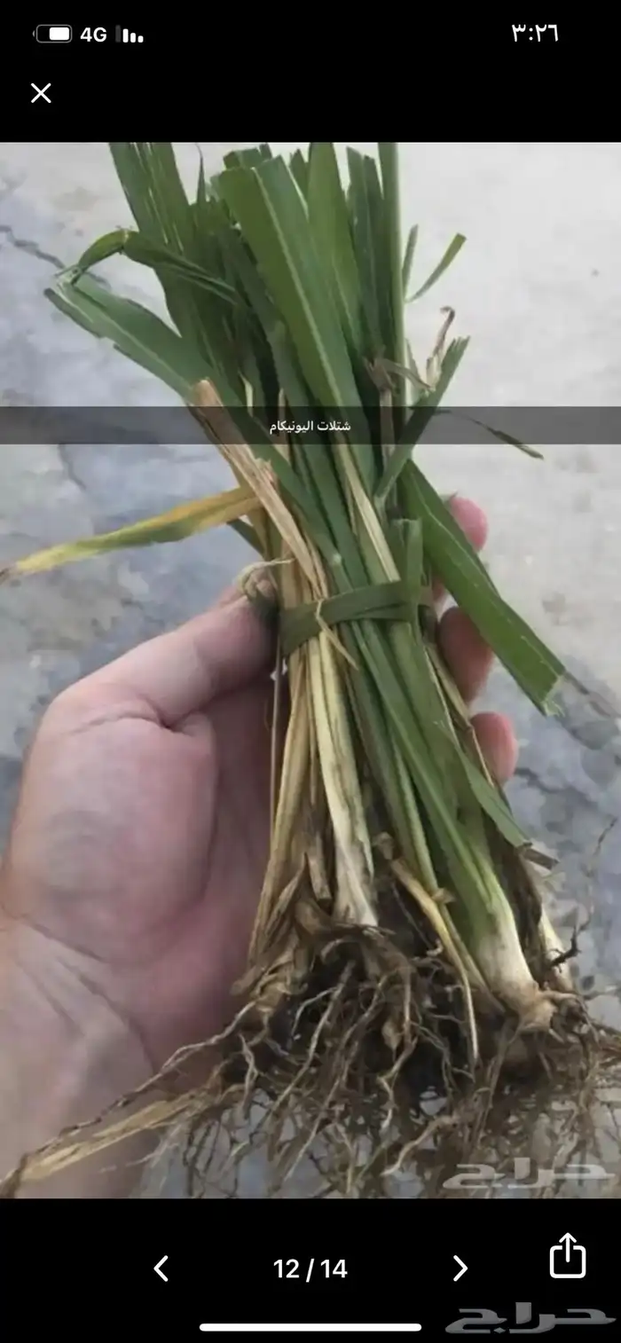 اعلاف اعلاف وشتلات بونيكام اسباني 4