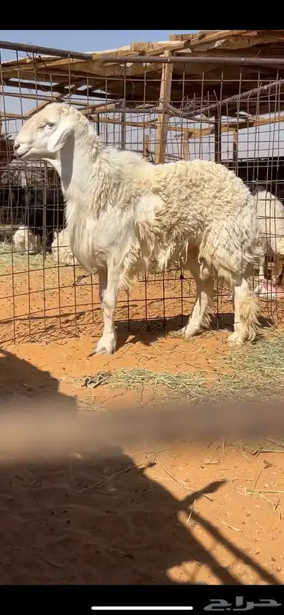 للبيع خروف حري فحل ونجد متابيع index