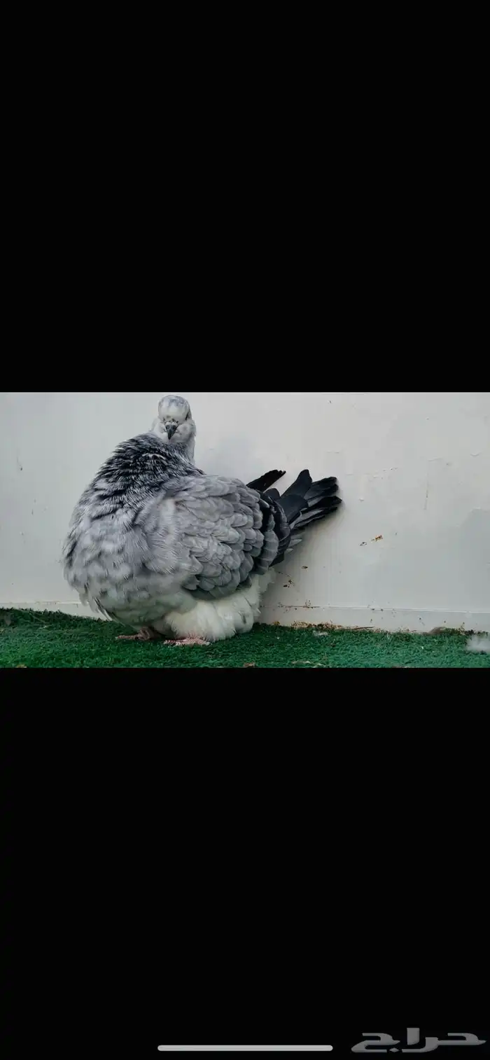 انثى فرش top 5