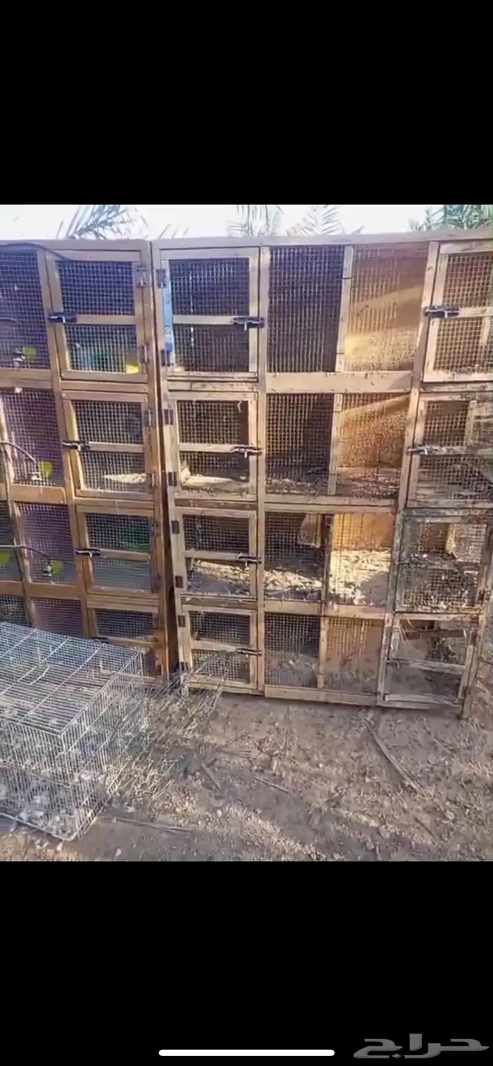 سقايات وشبوك 2