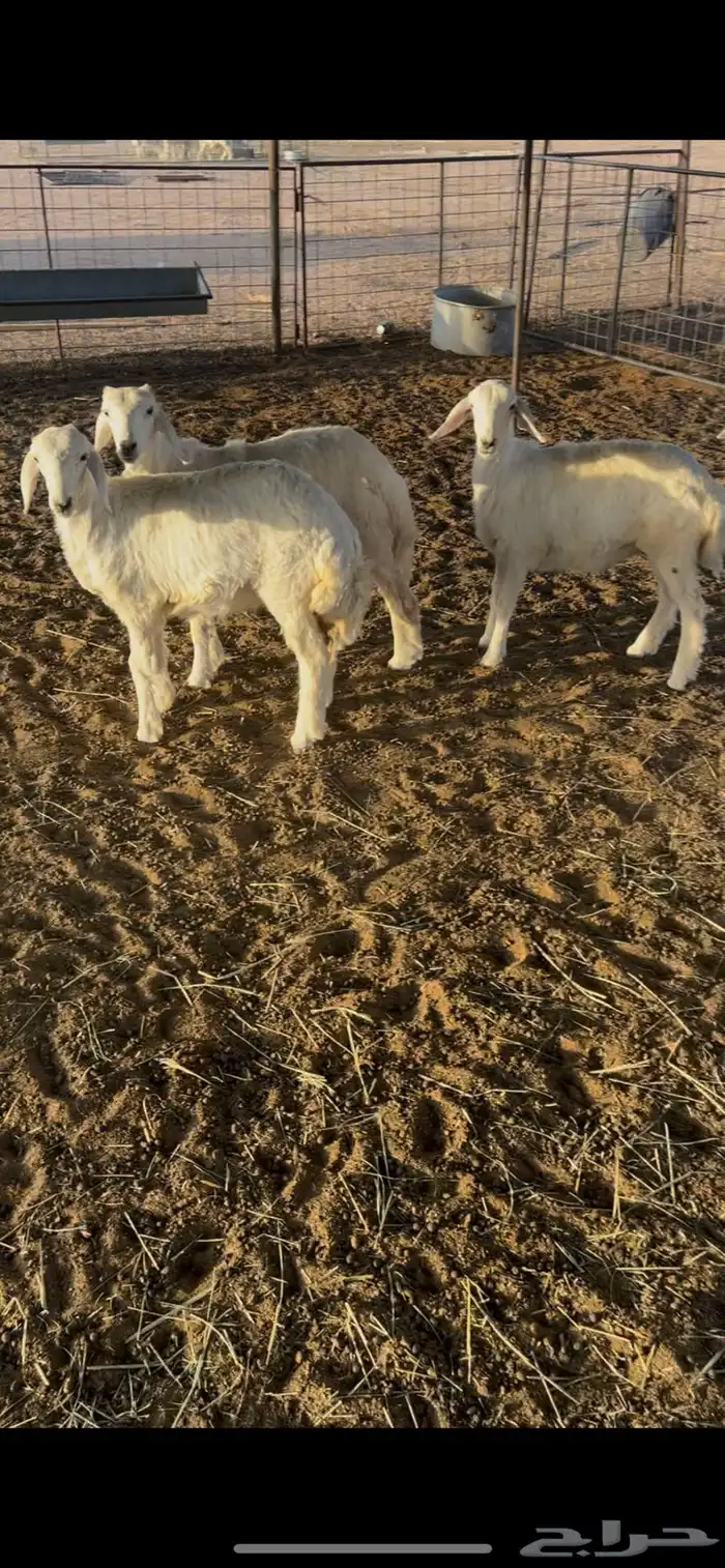 رخال حريه مراح المذنب للبيع 0