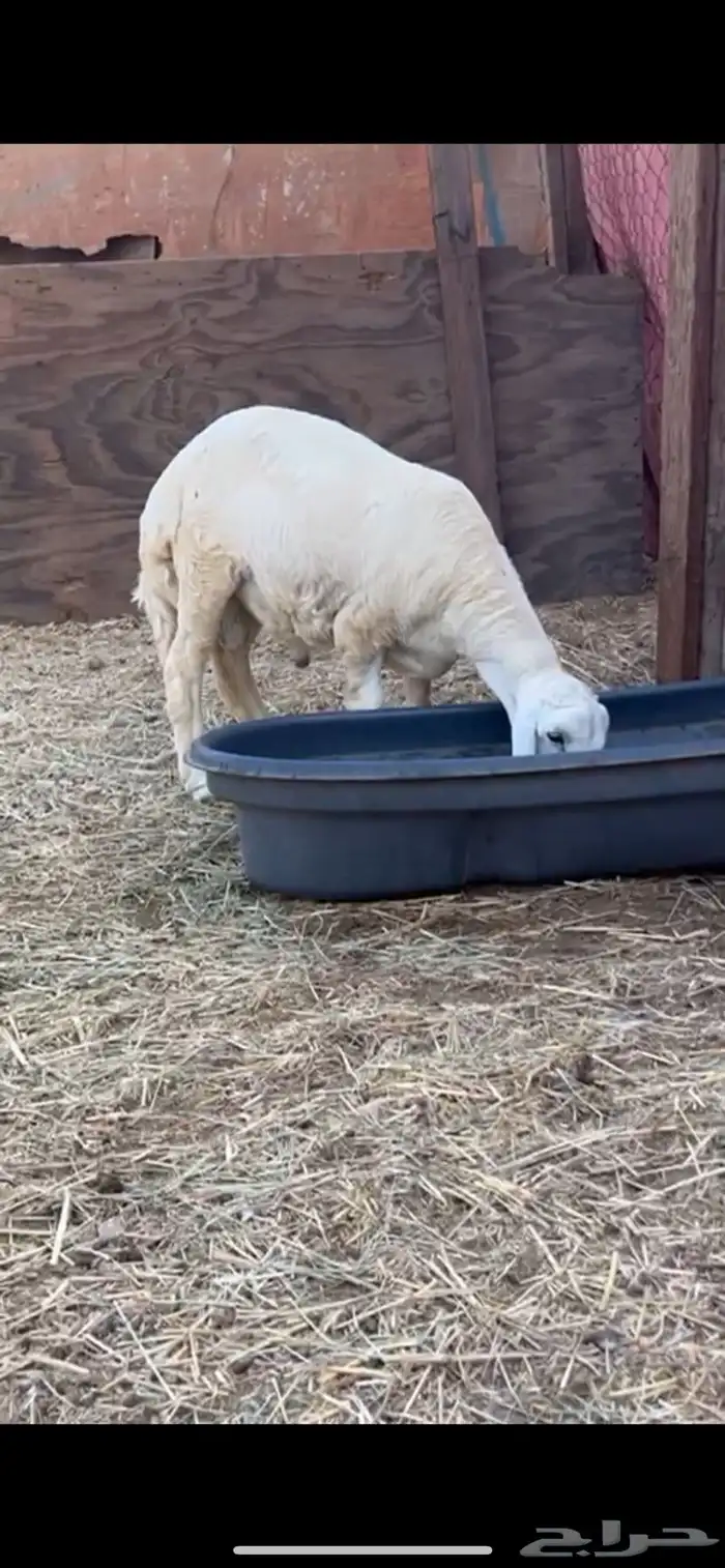 طلي جبر بالحيل 5