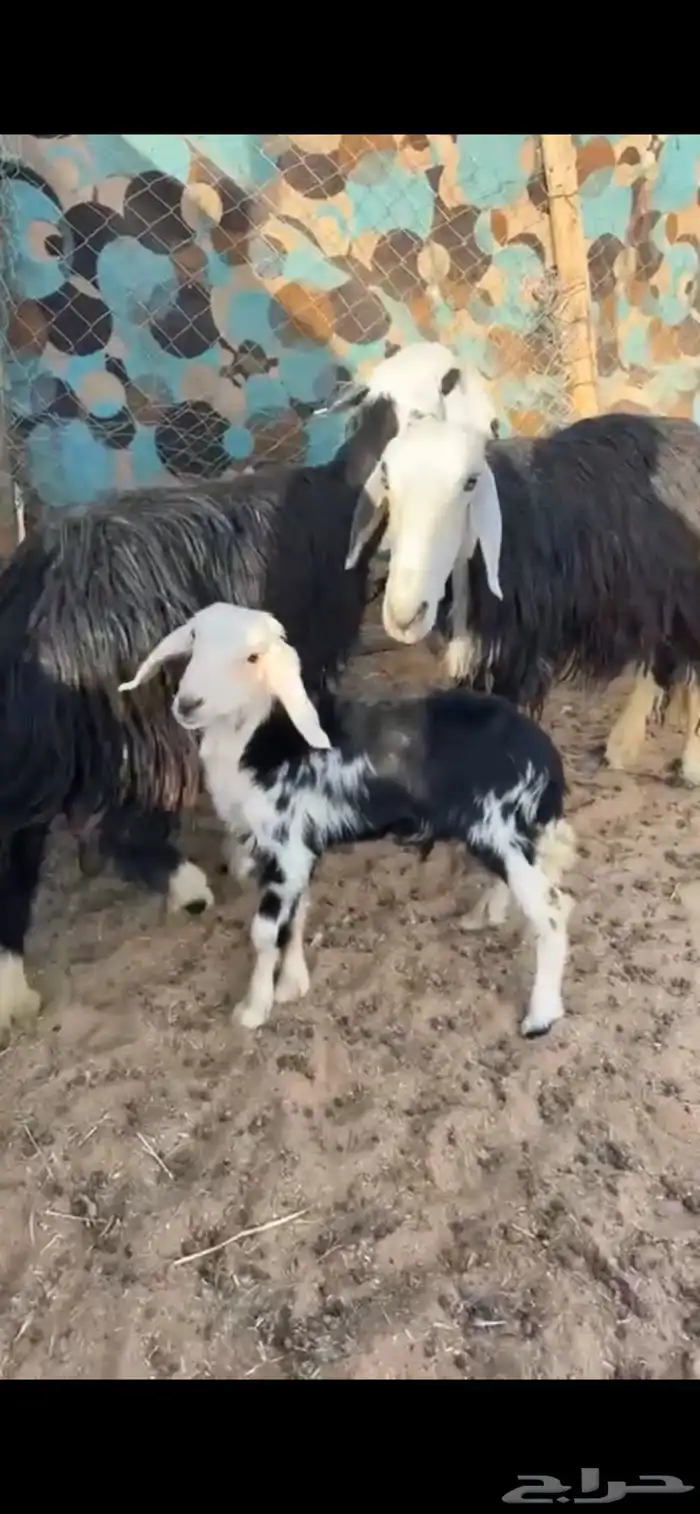 شاه شاتين متابيع 0