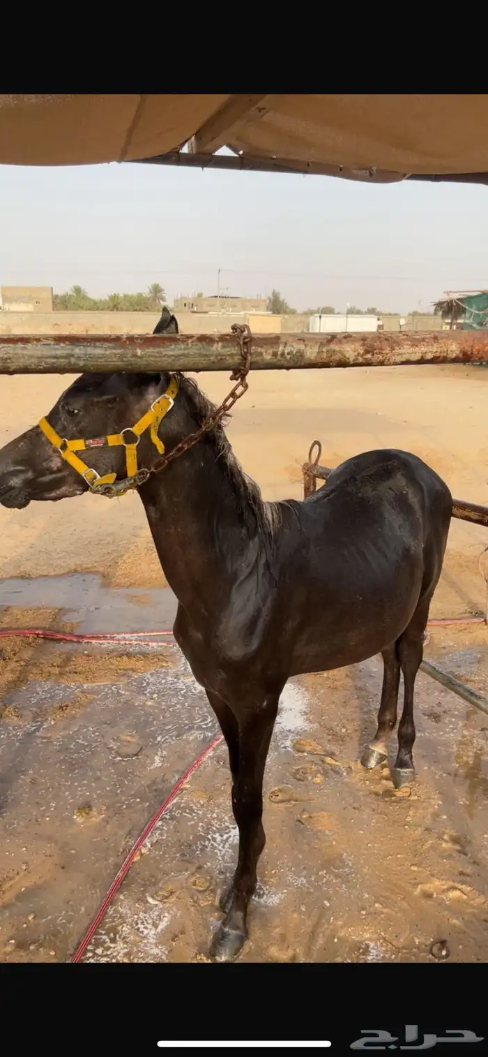 للبيع المهر مصري بيور الاب فريد ولد نايل مول 1