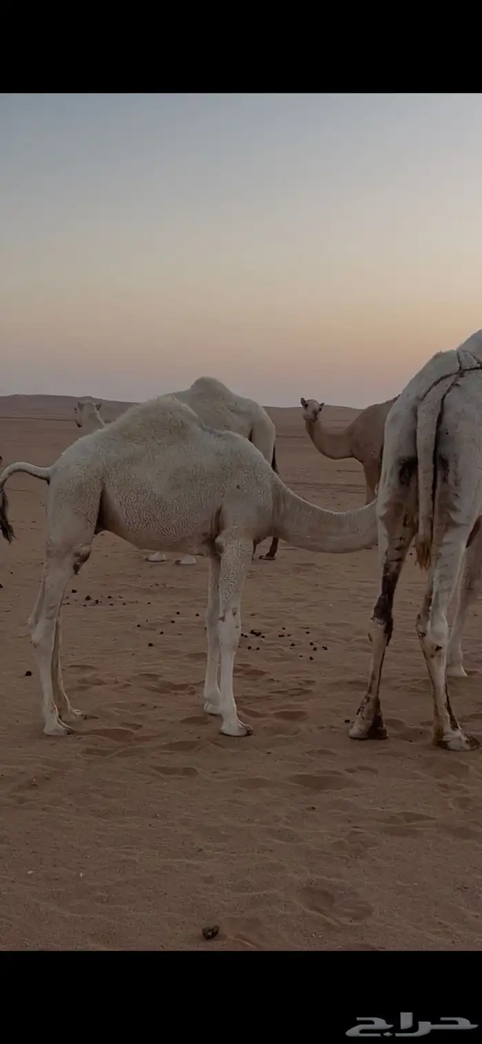 قعدان ثنين للبيع 2