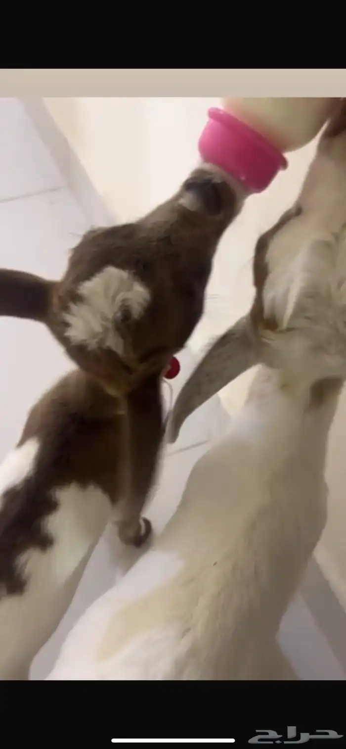 عنز قزميه - الرياض المزاحمية تبراك 1