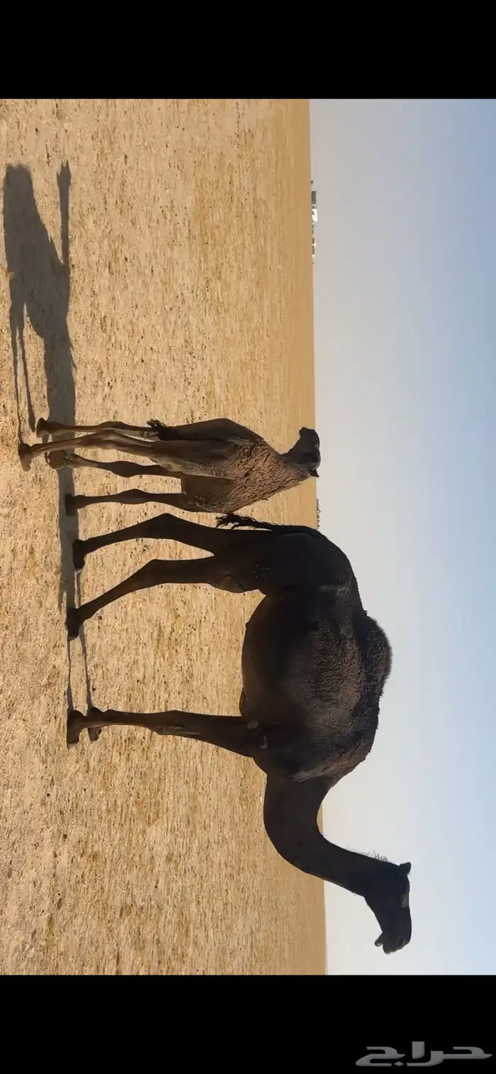 ابل مجاهيم طيبه بمعداتها 6