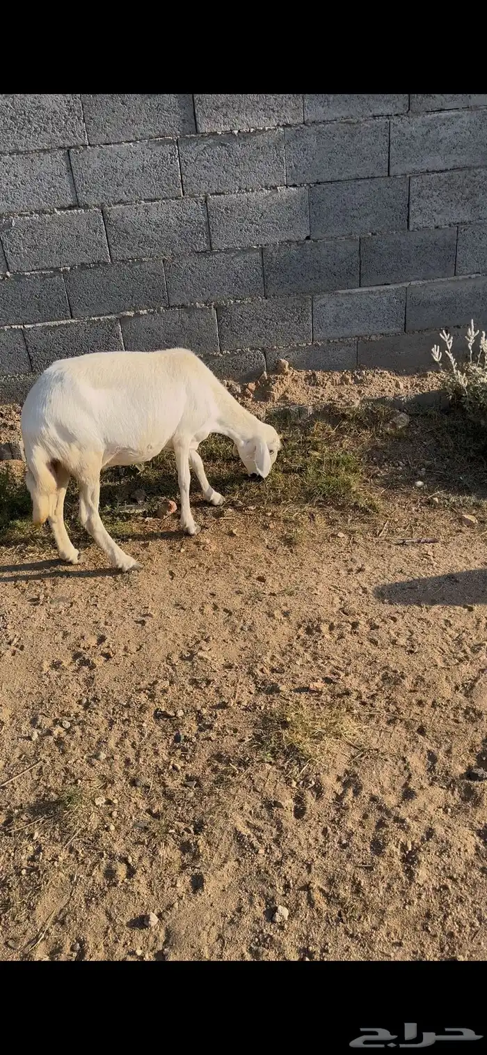 ضان صنف تم البيع 2