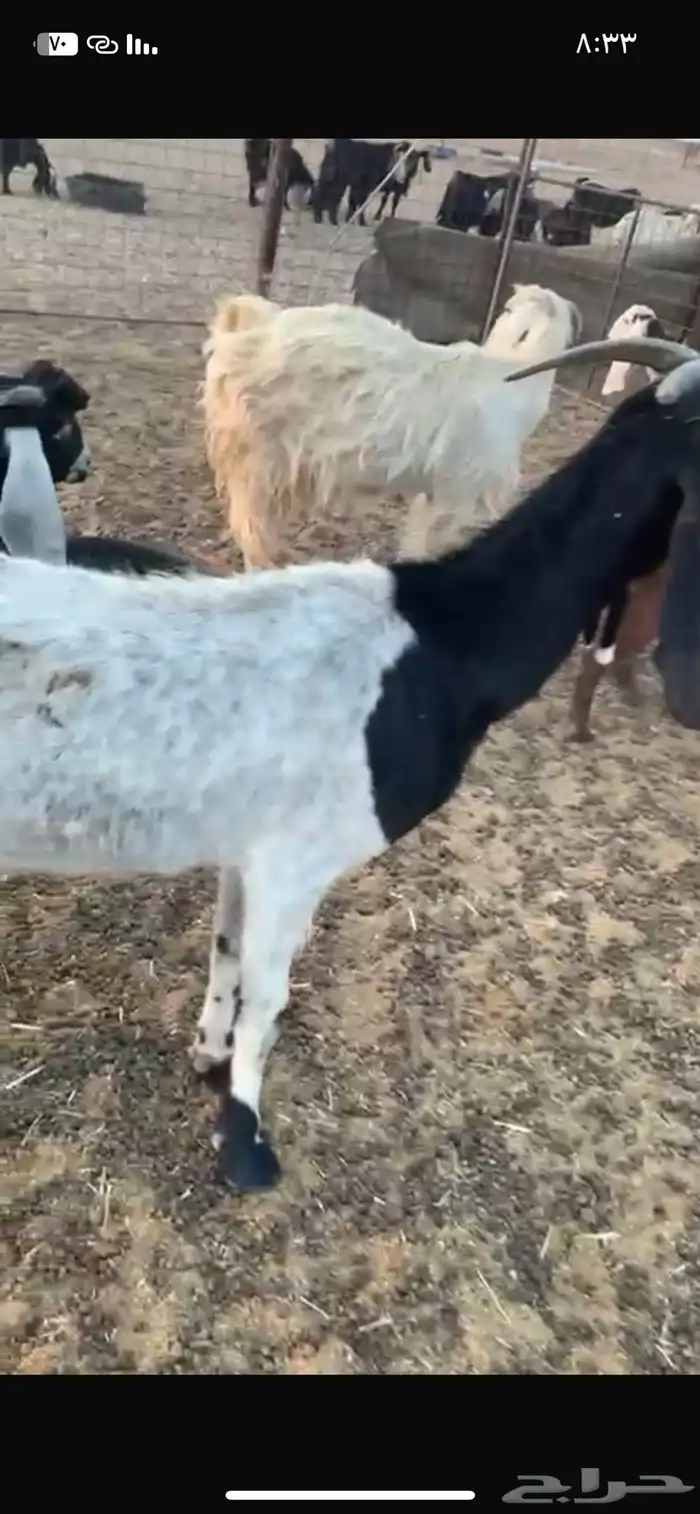 معزا خلفات ومقرعات العدد 5 معها 5 3