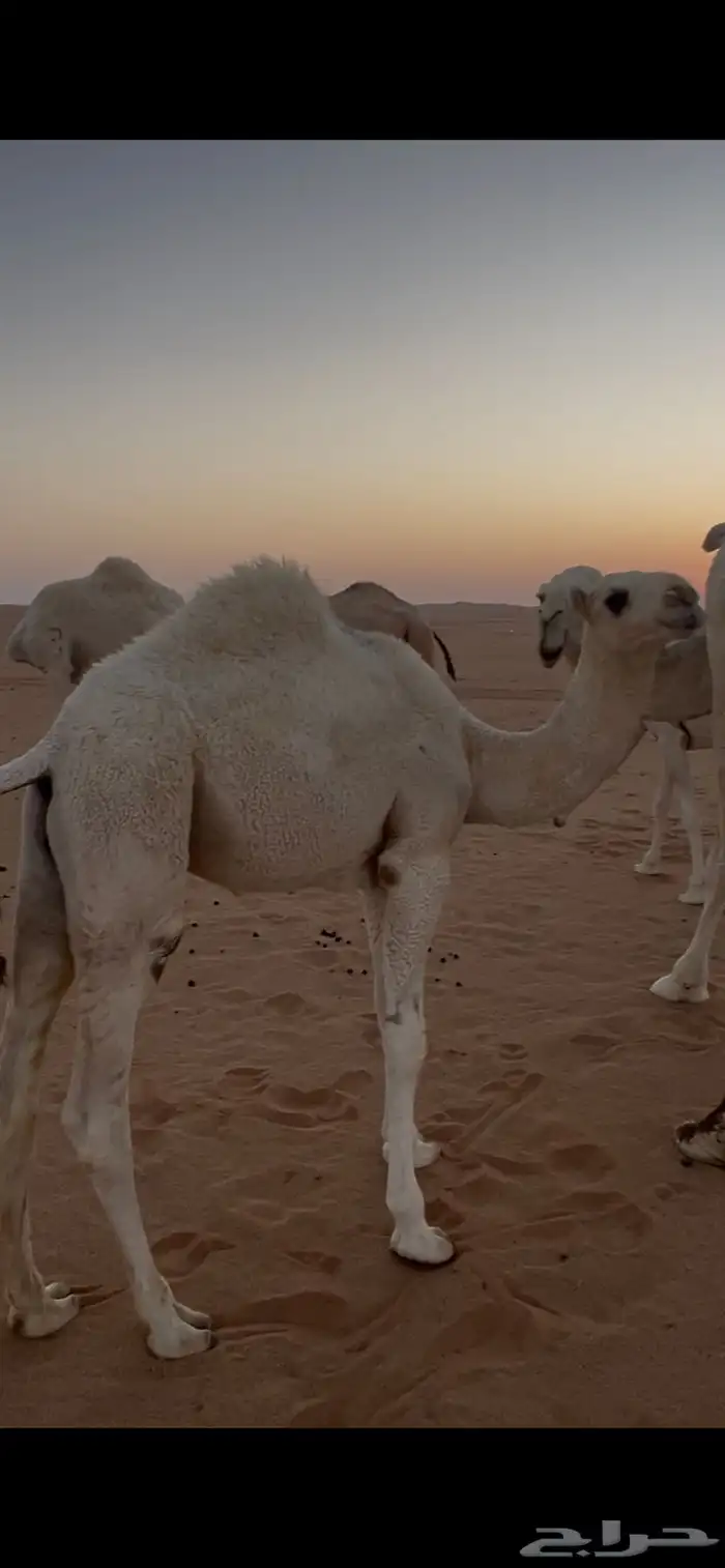 قعدان ثنين للبيع 0