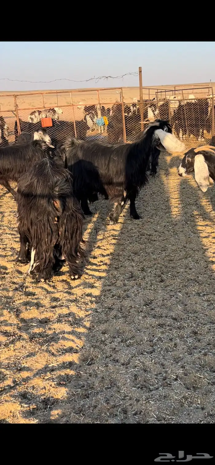 معزا خلفات عارضيات 4