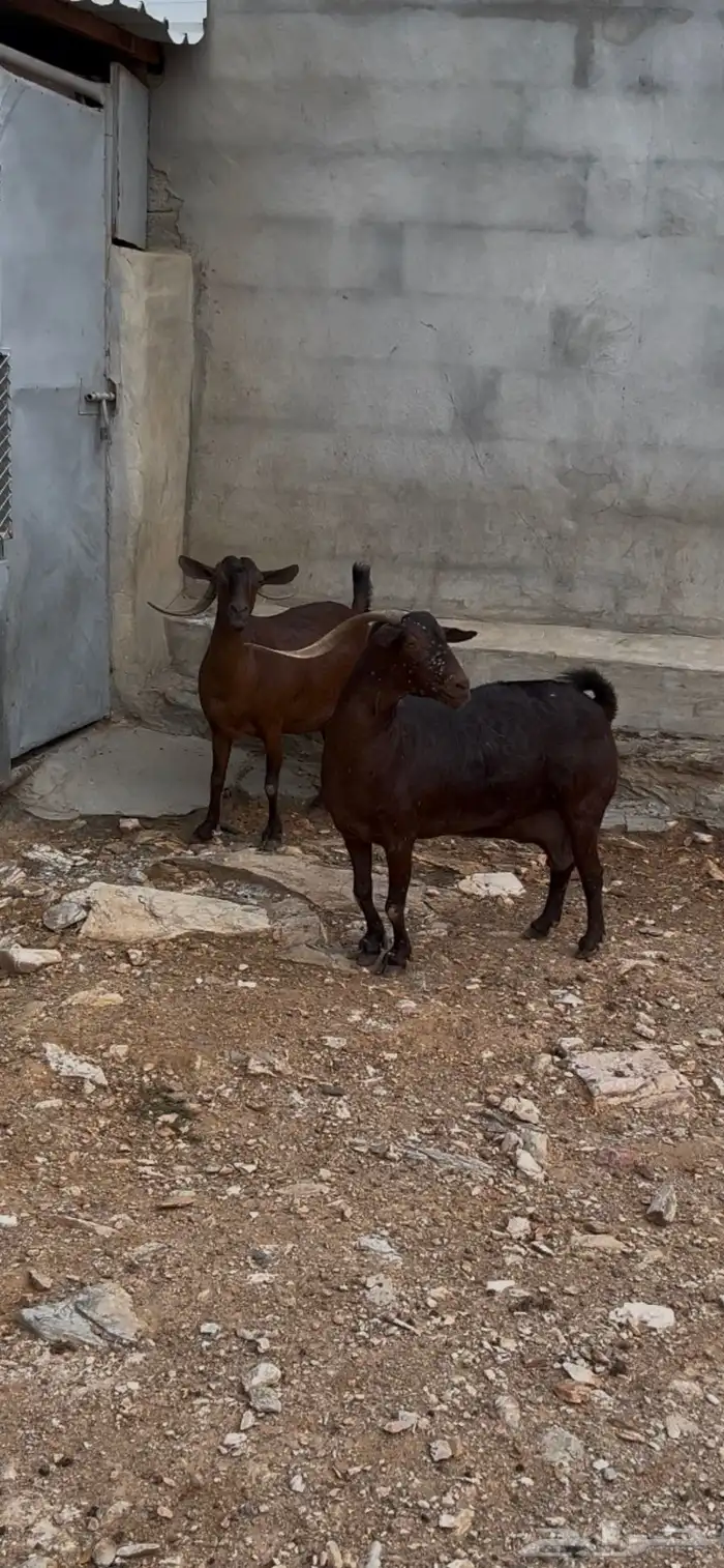 محايل عسير 1