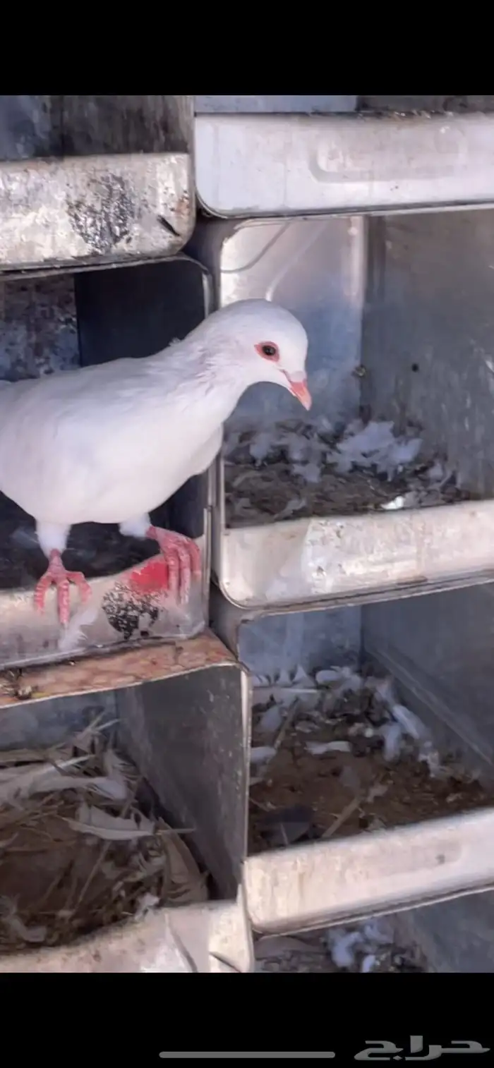 للبيع حمام طبات سلفر وفرنسي حوالي 7اجواز يزدن او ينقصن 2