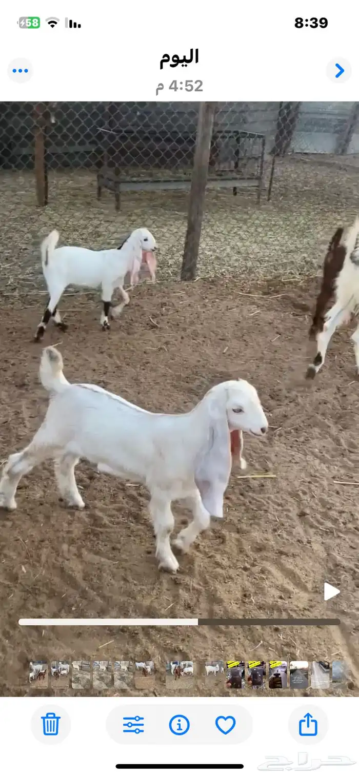 عنز تحتها ثلاثة 1