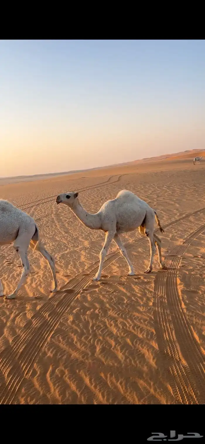 قعدان ثنين للبيع 1