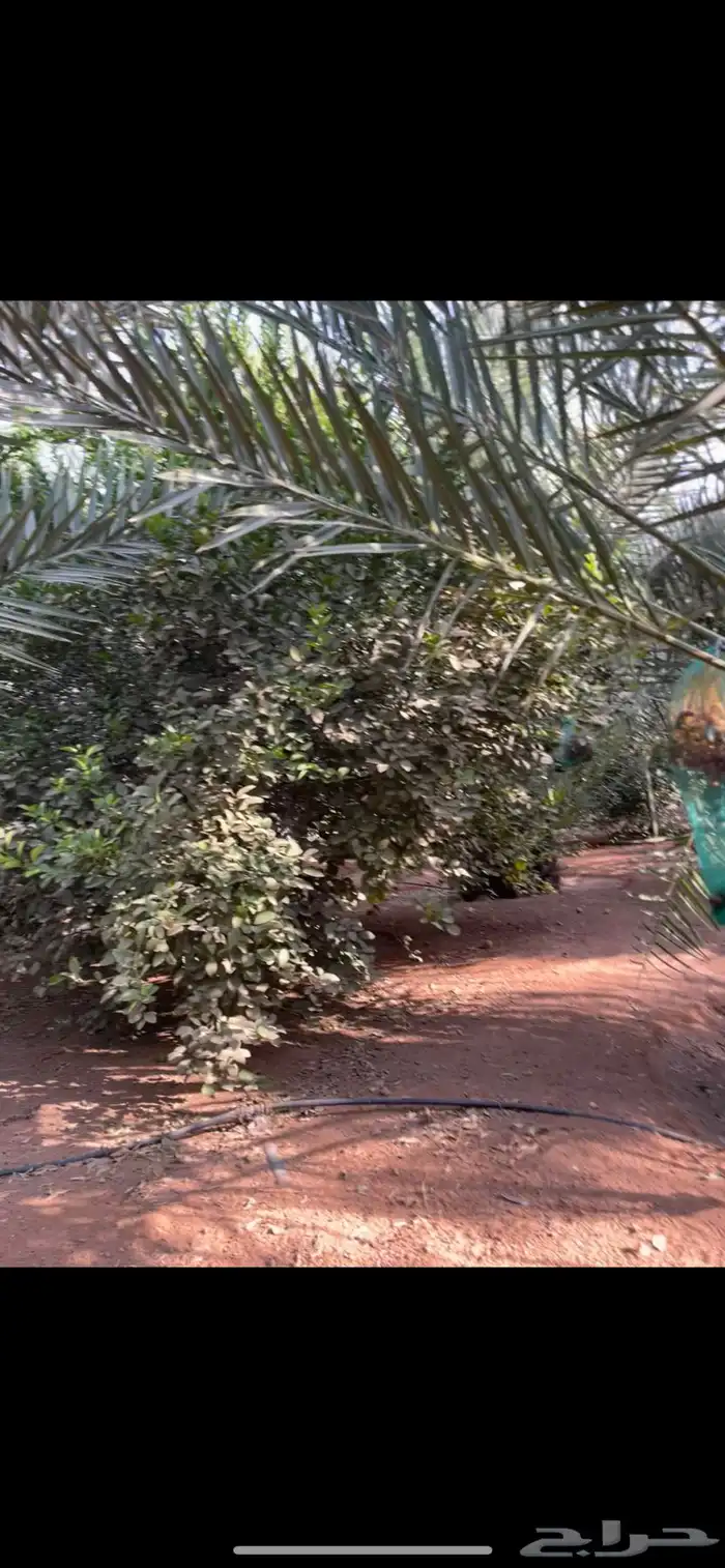 حمضيات للبيع حول 70 شجره 0