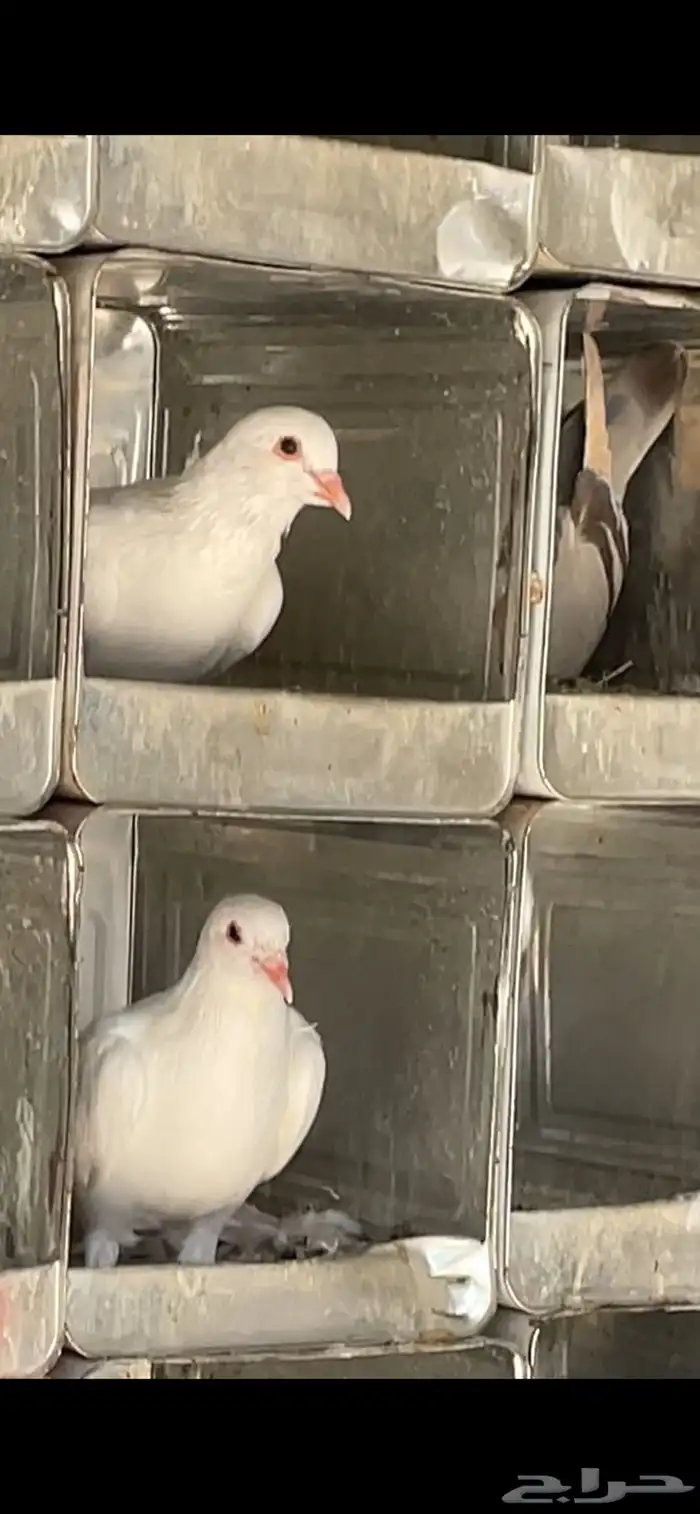 للبيع حمام طبات سلفر وفرنسي حوالي 7اجواز يزدن او ينقصن 0