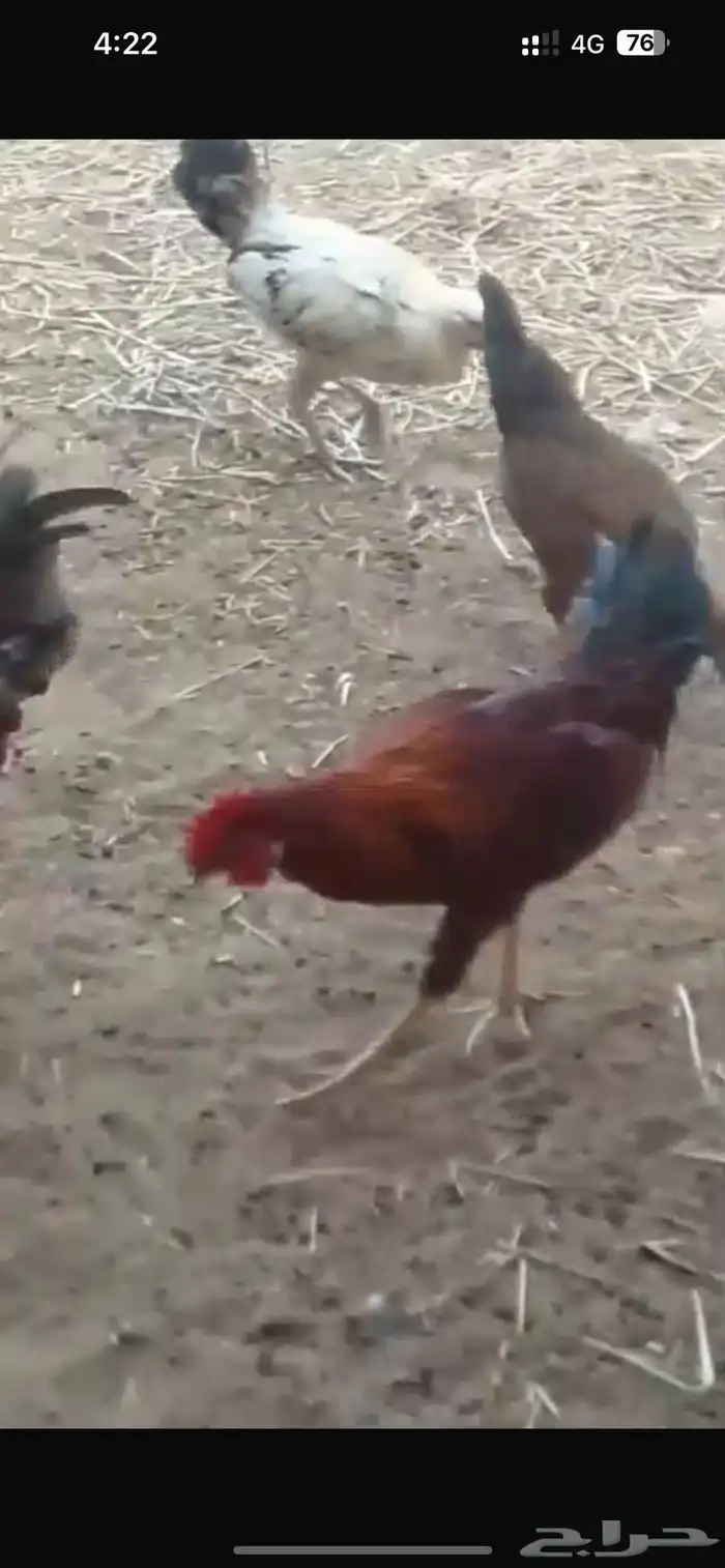 ديوك بلدي للبيع 6