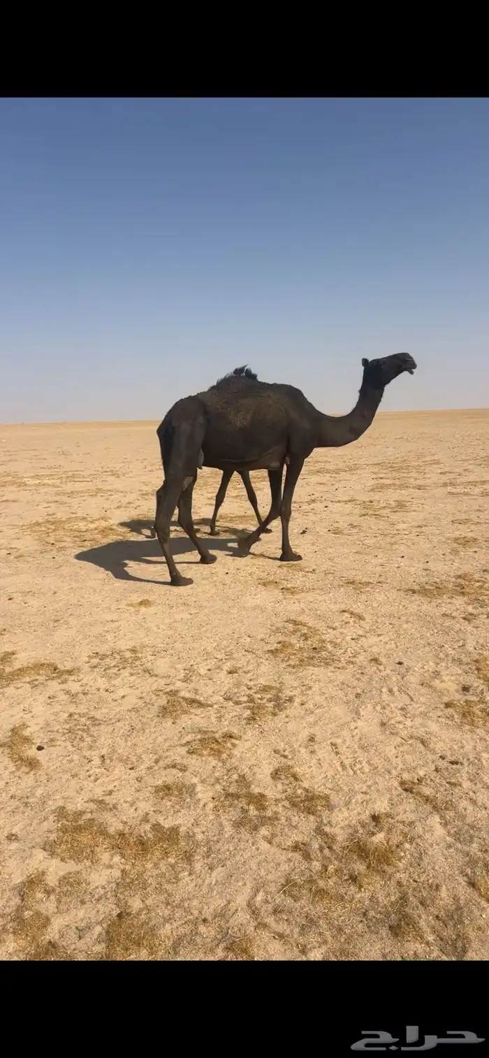 ابل مجاهيم طيبه بمعداتها 1