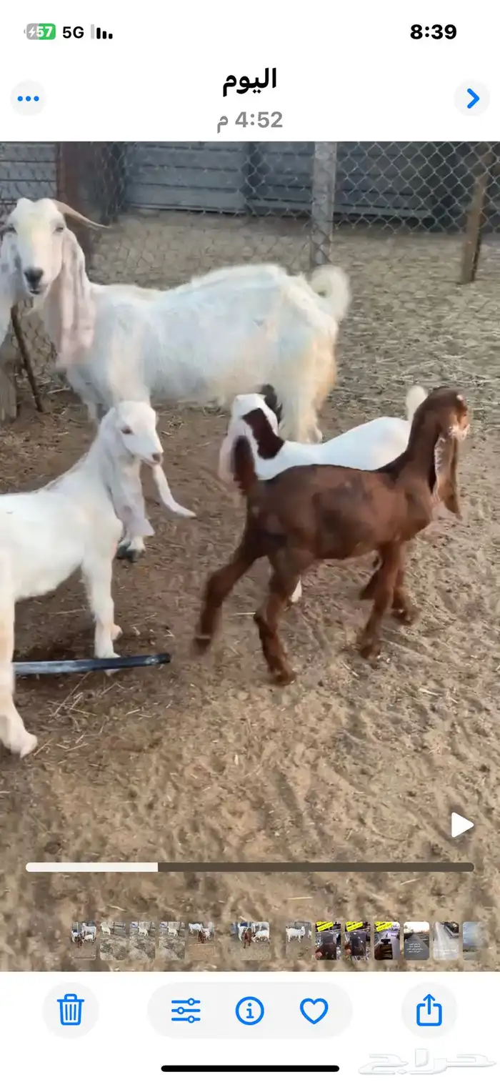 عنز تحتها ثلاثة 2