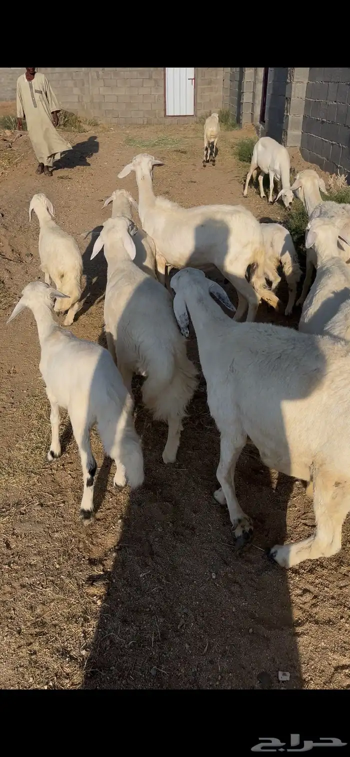 ضان صنف تم البيع 1