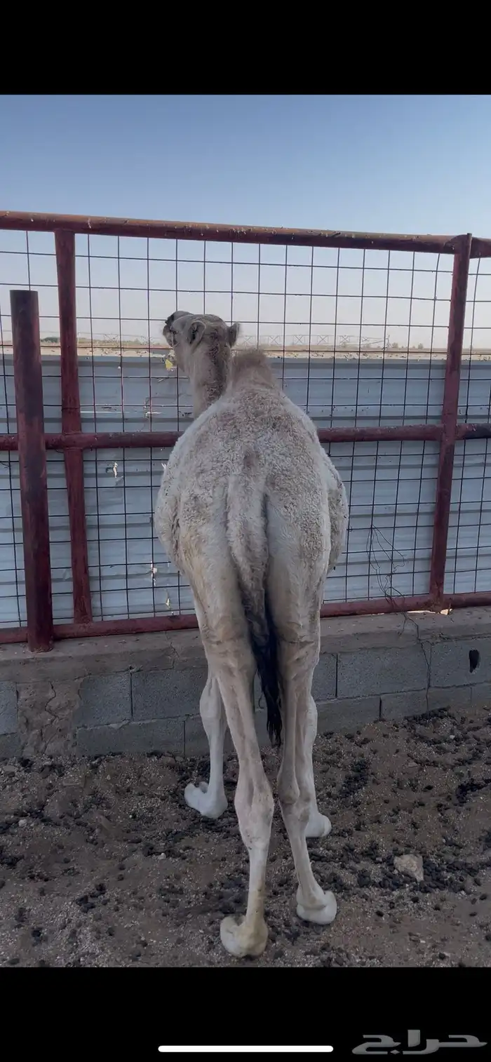 حوار للبيع 2