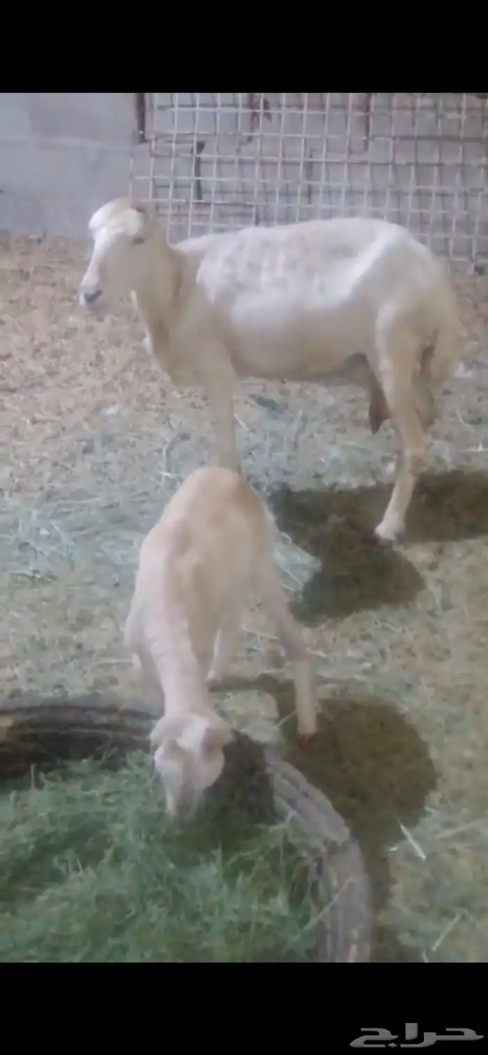 شاه رفيديه صافه تعطي ديد واحد تحتها خروف فل حول  الشهرين 0