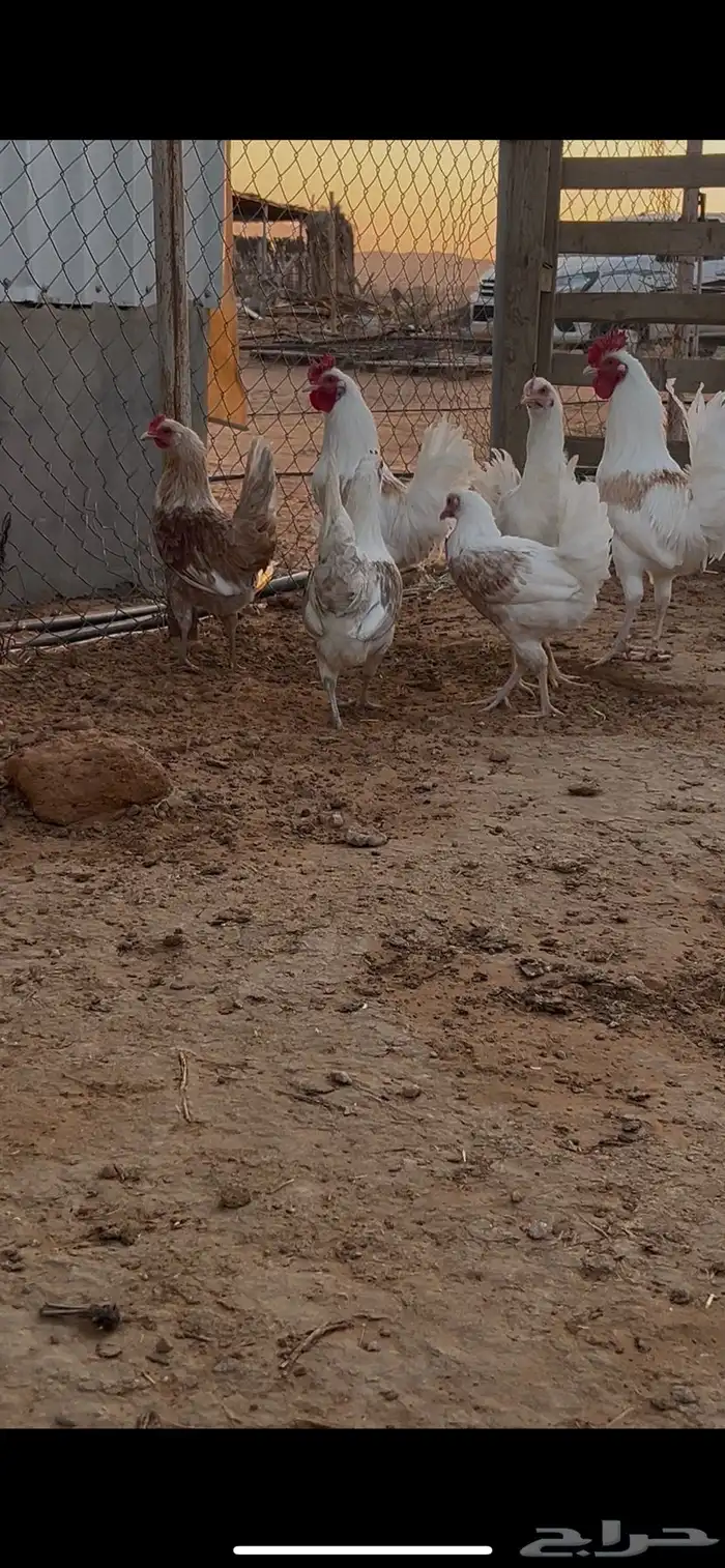 دجاج سبرايت 4دجاج وديكين 1