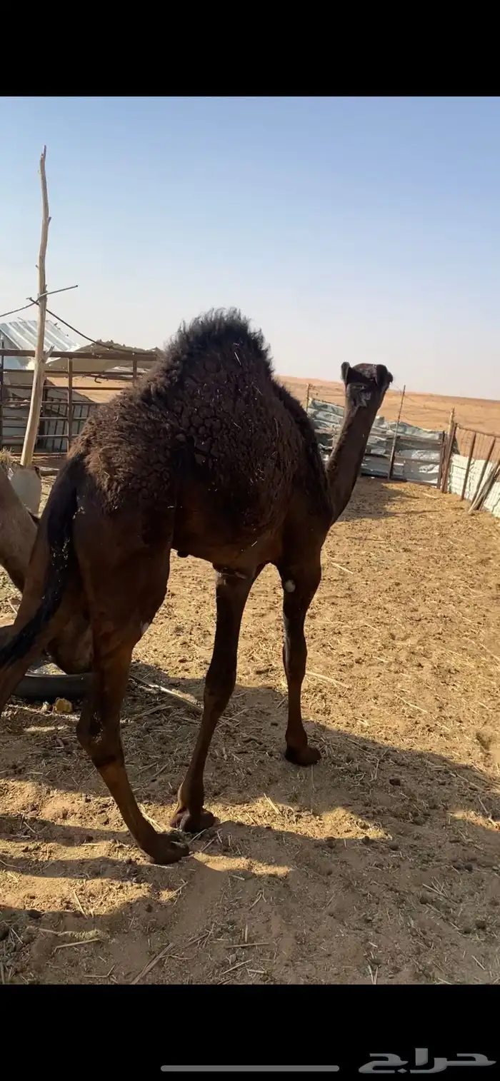 قعود قصب لباني 0