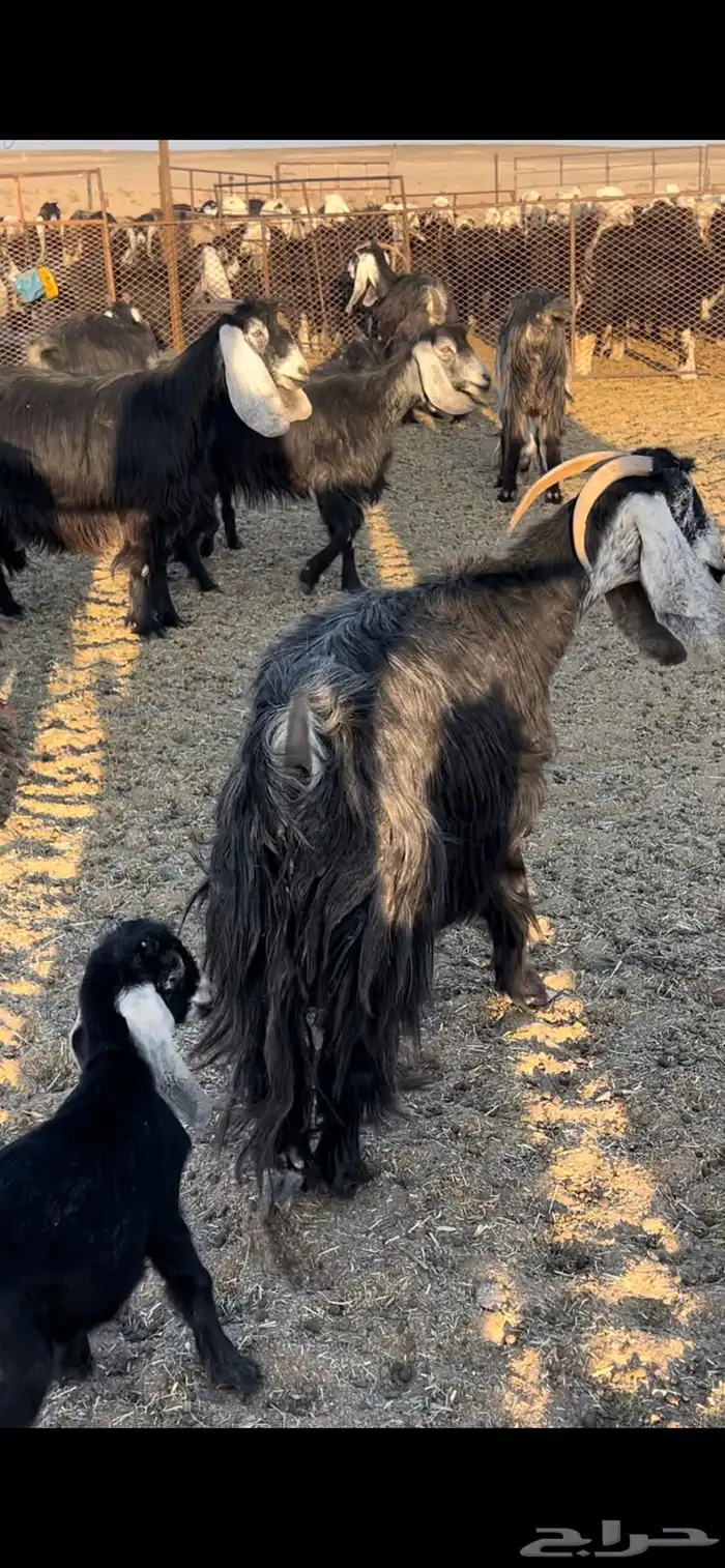 معزا خلفات عارضيات 1