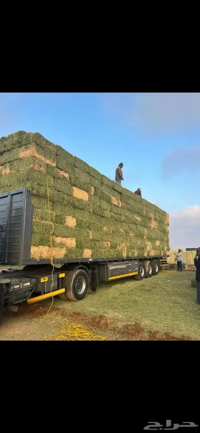 برسيم صافي 1