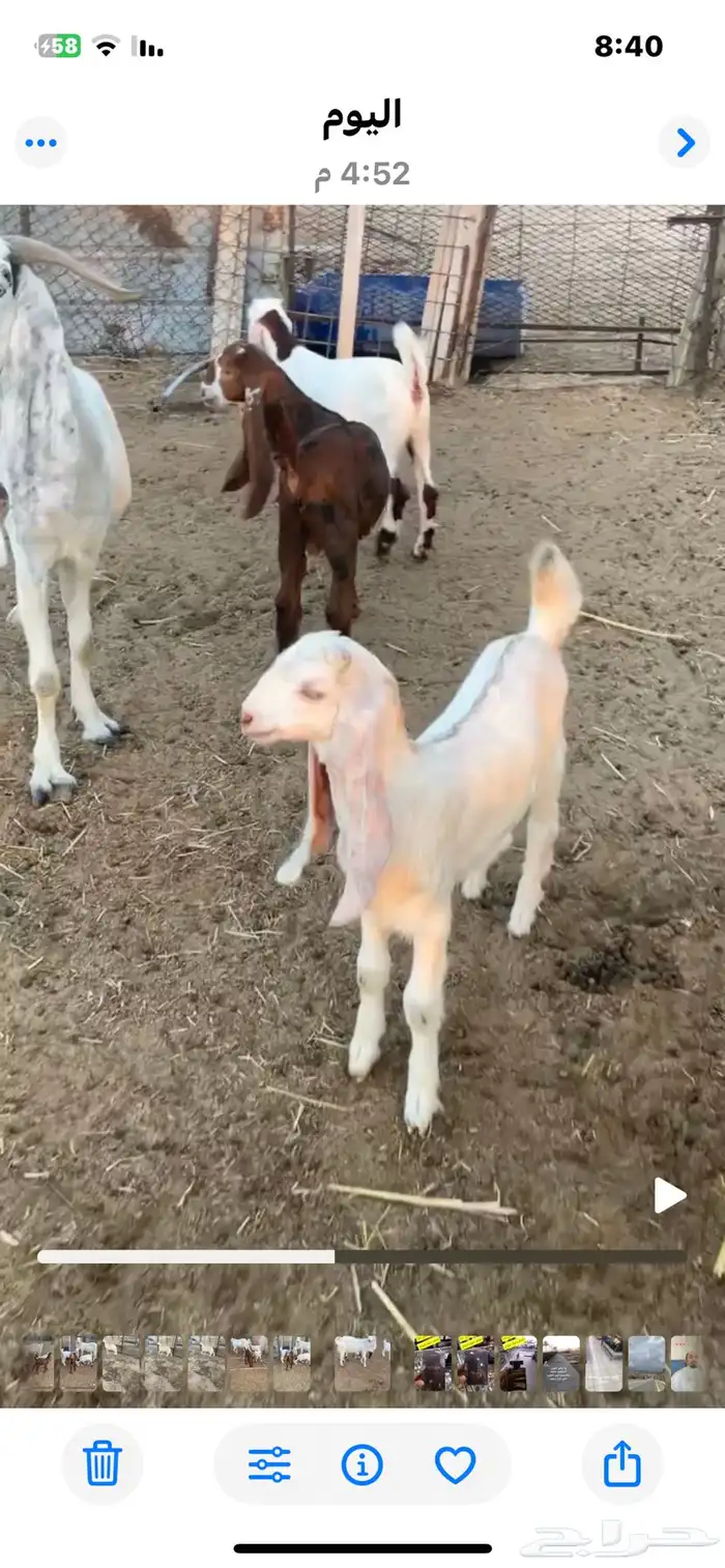 عنز تحتها ثلاثة 0