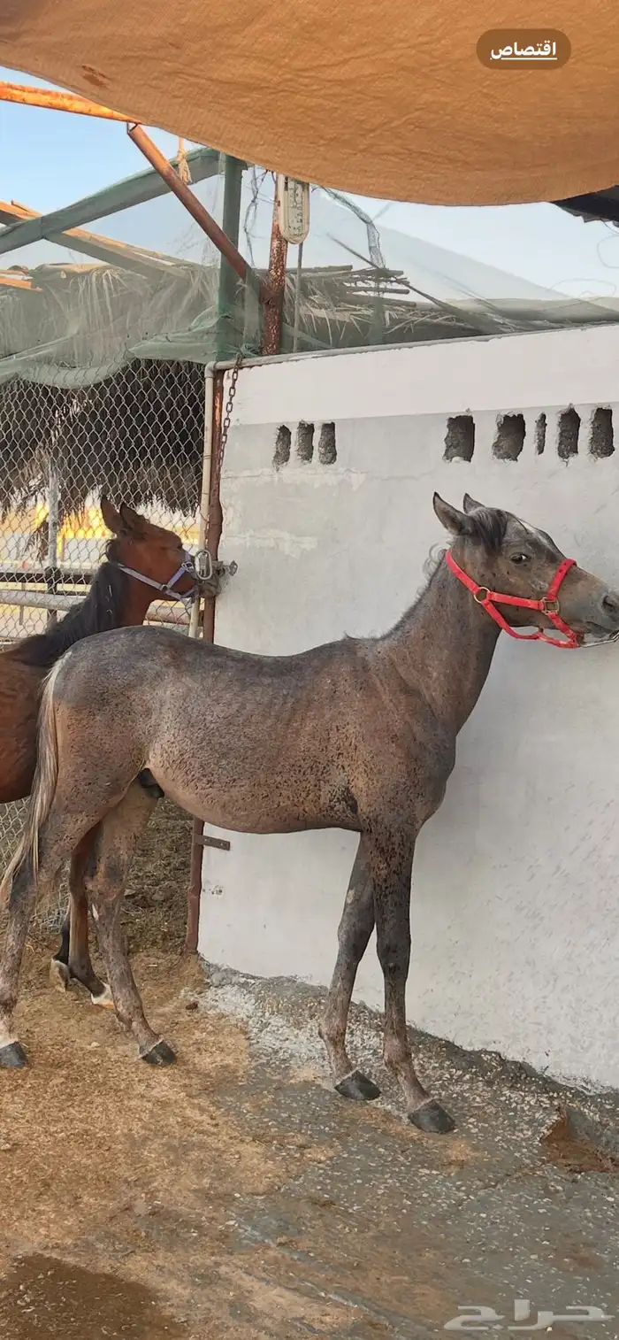 للبيع المهر مصري بيور الاب فريد ولد نايل مول 2