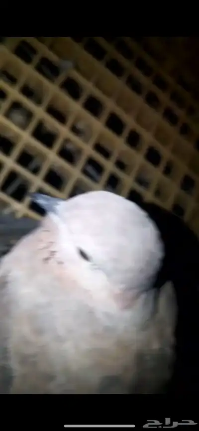 السلام عليك عندي قمري index