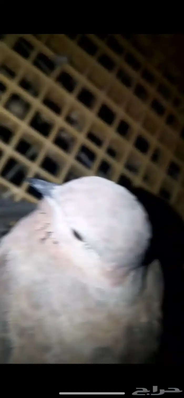 السلام عليك عندي قمري 1