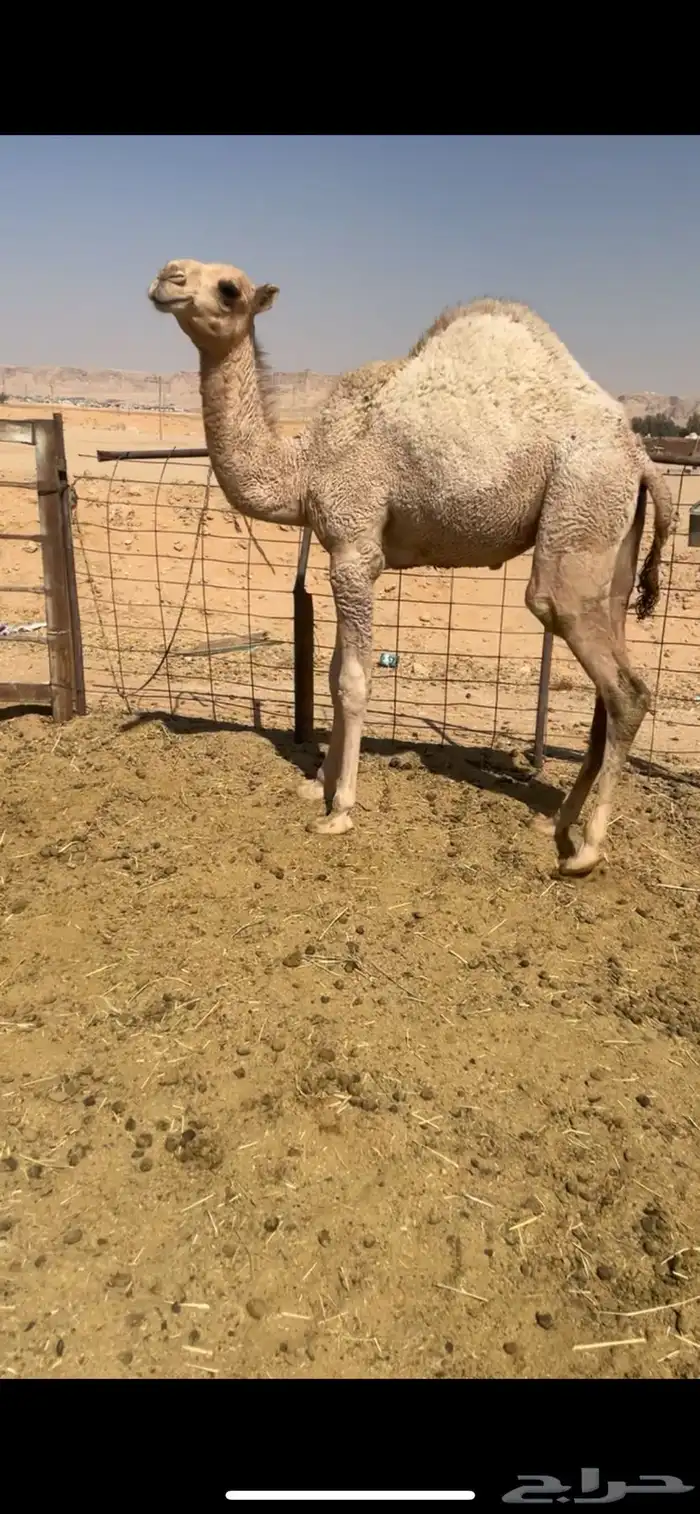 بكره فل شحم حليب 1