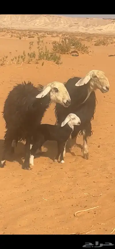 للبيع خروف حري فحل ونجد متابيع index