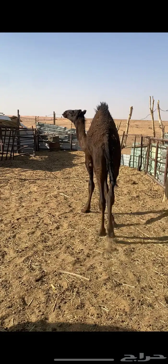 قعود قصب لباني 4