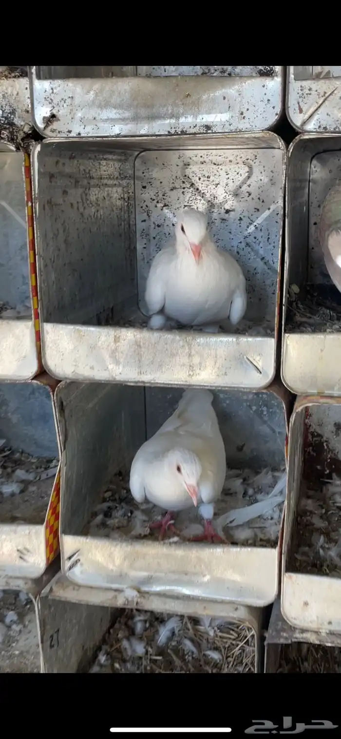 للبيع حمام طبات سلفر وفرنسي حوالي 7اجواز يزدن او ينقصن 3