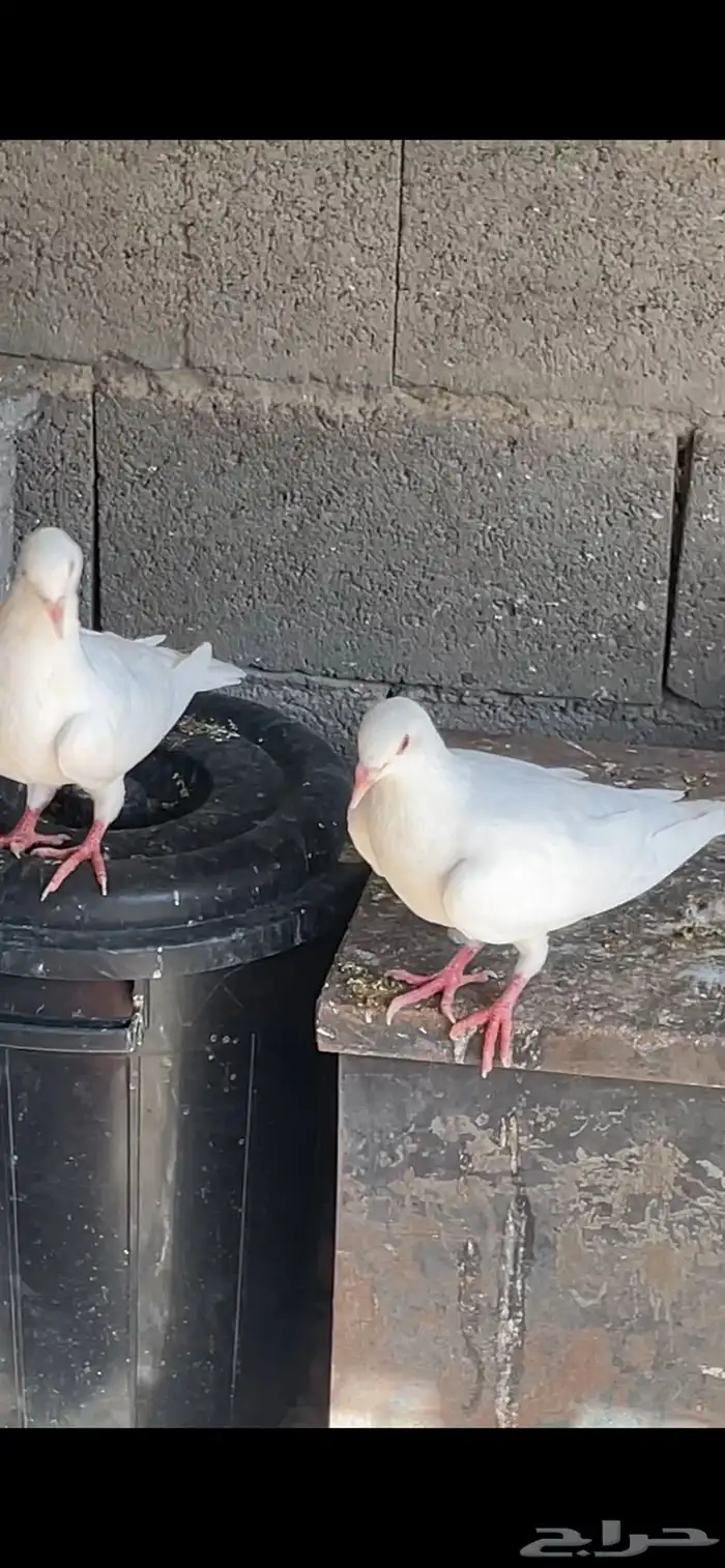 للبيع حمام طبات سلفر وفرنسي حوالي 7اجواز يزدن او ينقصن 1