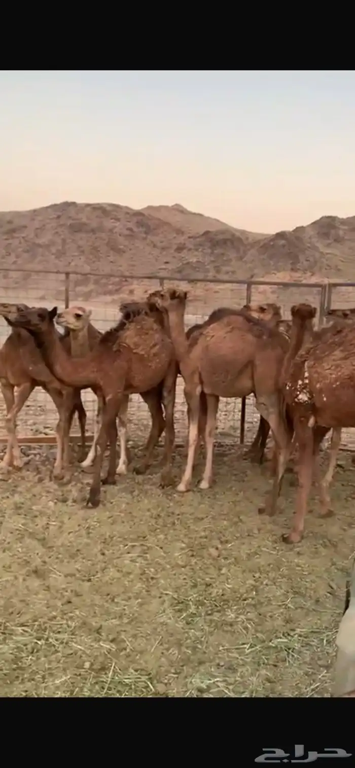 للبيع حشو نظاف العدد13 4 بكار 9 قعدان سمان طيبات 0