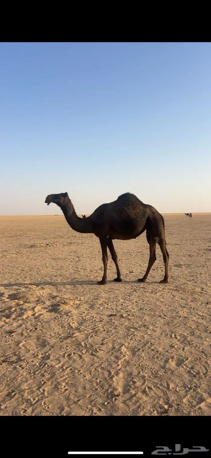 ابل مجاهيم طيبه بمعداتها 5