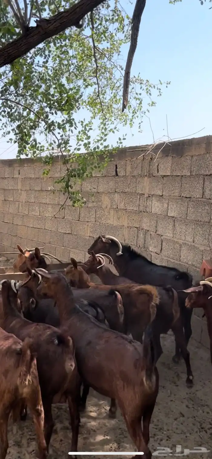 غنم دهم. معزا دهم ( تم البيع 3