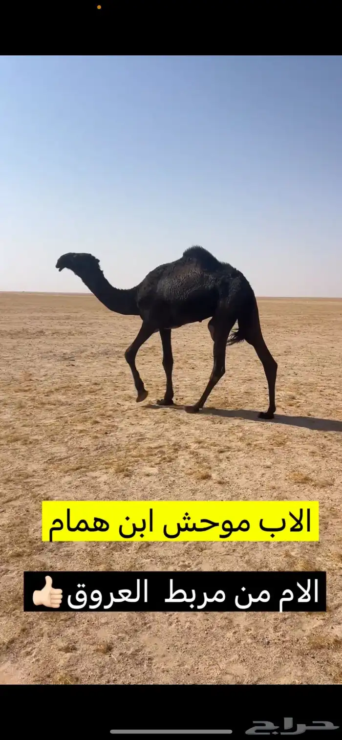 ابل مجاهيم طيبه بمعداتها 7