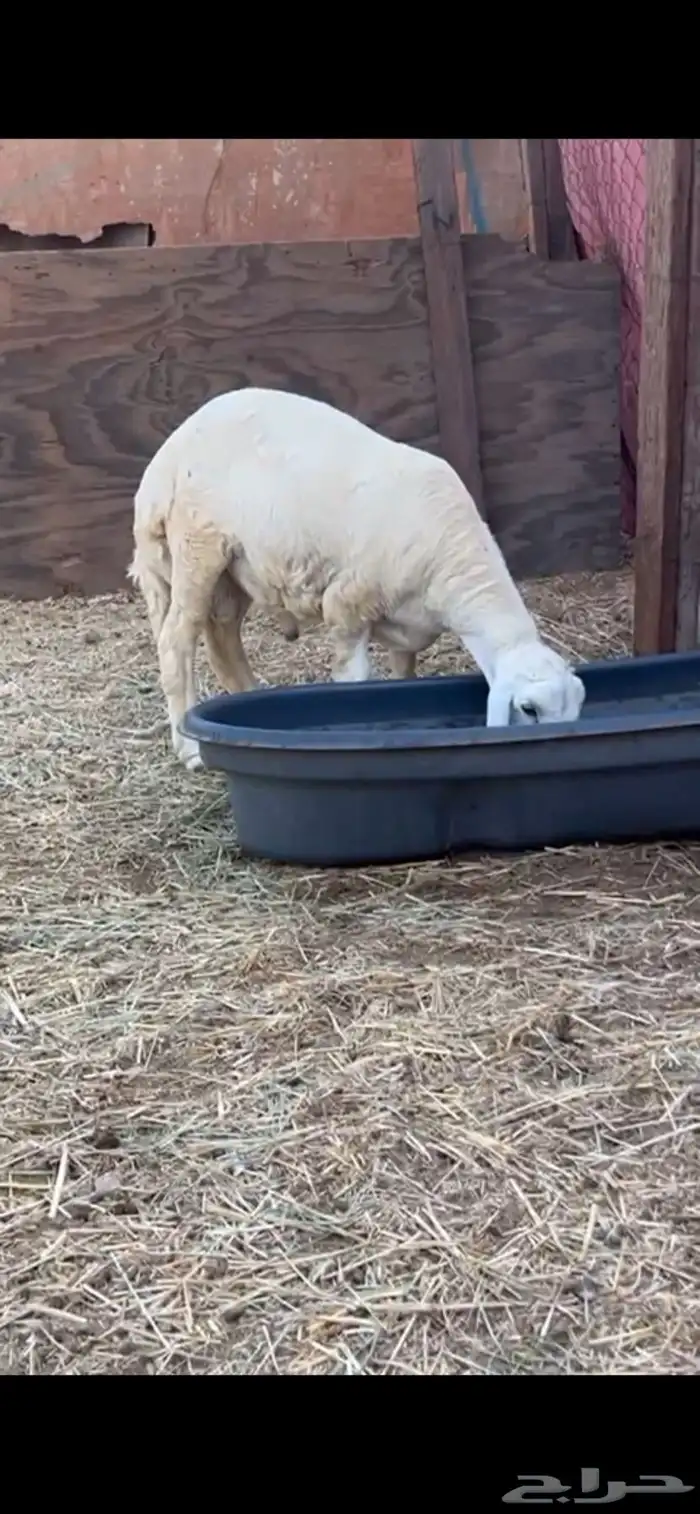 طلي جبر بالحيل 2