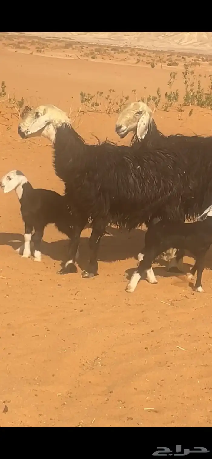 للبيع خروف حري فحل ونجد متابيع 7