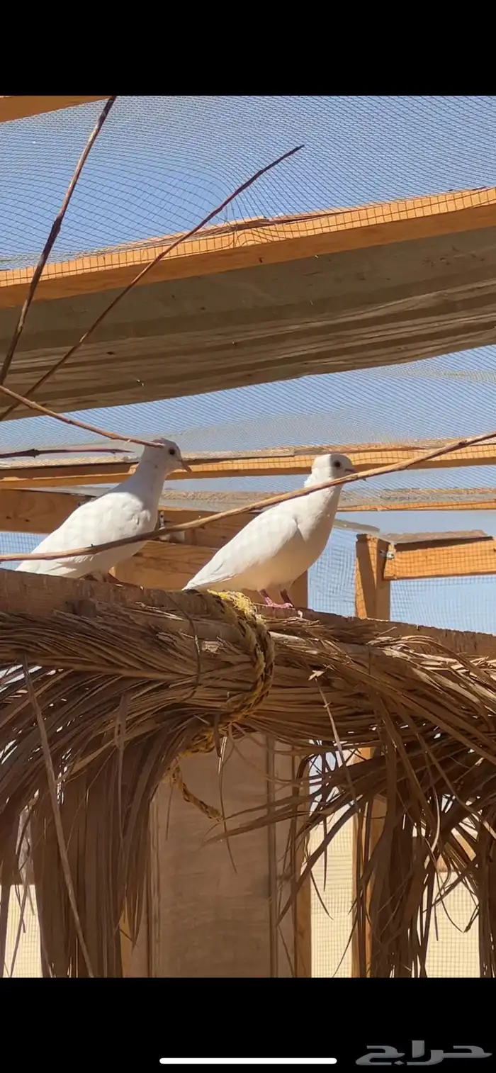 حمام هولندي او ياكريم له اسماء كثيره 2