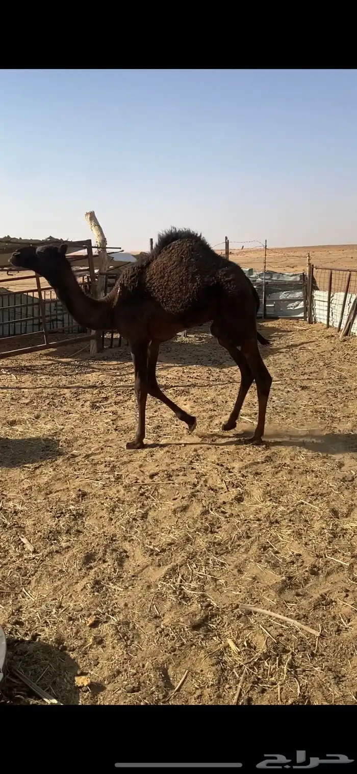 قعود قصب لباني 1