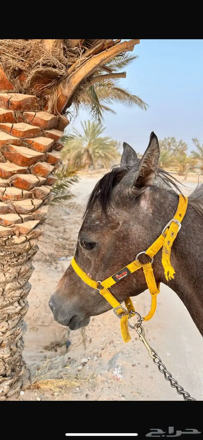 للبيع المهر مصري بيور الاب فريد ولد نايل مول 0