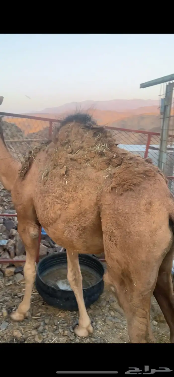قعود للبيع 2